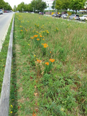 Wiesenblumen.jpg