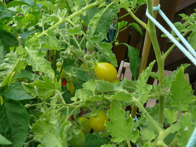 230717 Herzchen-Tomate.jpg