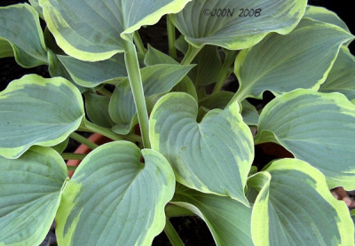 Deja_Blue_01-08F.JPG