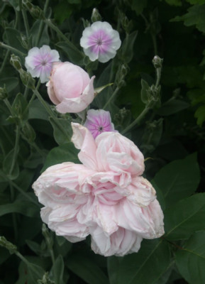 SdMLychnis.jpg