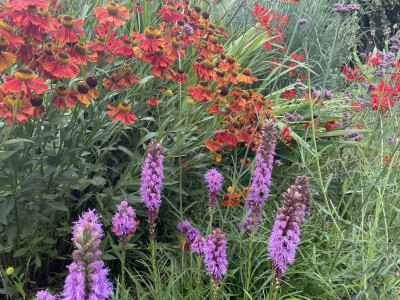Helenium en Liatris Juli 2023.jpg