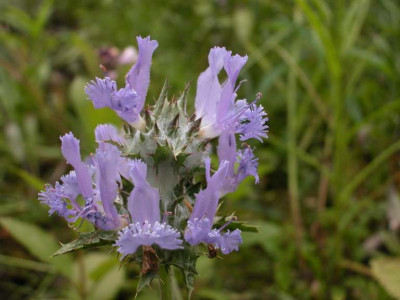 unbek_Distel_1.jpg