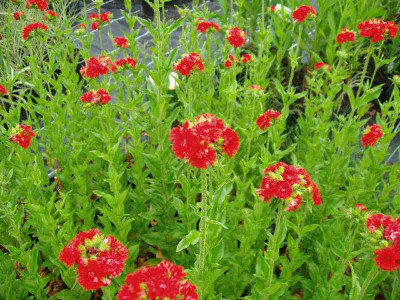 Lychnis_Plena_ue.jpg
