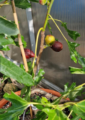 Negronne-Frucht190723.jpg