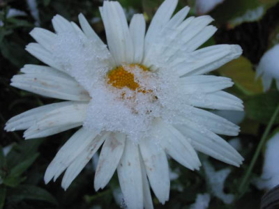 Margarite_Nov.jpg