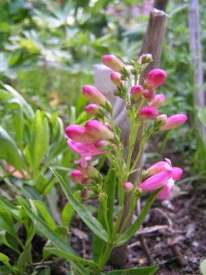Penstemon_hartwegii1.jpg