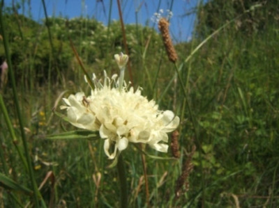 Scabiosa_ochroleuca.JPG