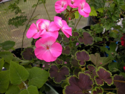 Pelargonie-schwarzes_Blatt.jpg