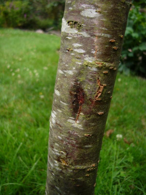 Pflaume Stammschaden 1.JPG