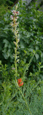 Myricaria-germanica-160608.jpg