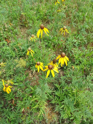 Rudbeckiahirta.jpg