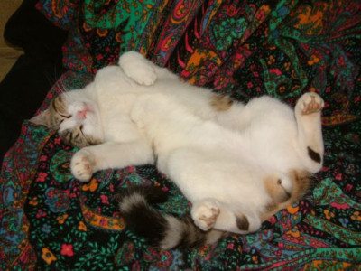 Katze_26.4.08_013.jpg