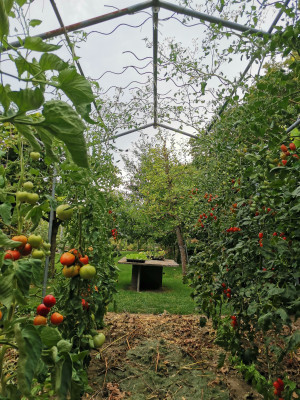 Tomatencabriohaus.jpeg