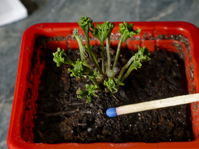 DSC_7877_DxO.jpg