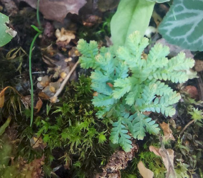 Sellaginella ?.jpg