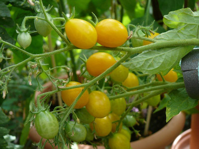 230721_Herzchen-Tomate.jpg