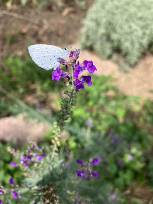 IMG_0024.jpeg