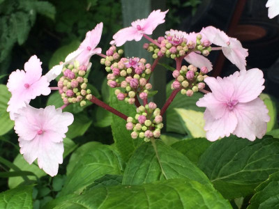 2023-07-21 Hydrangea makrophylla Nadeshiko.jpg