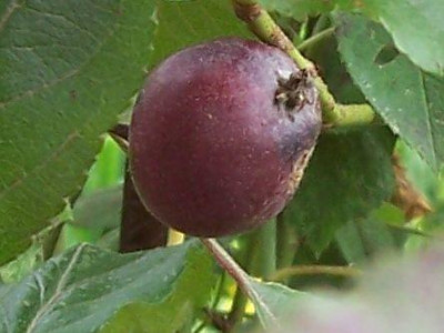 000_2923_ein_Pomfital.jpg