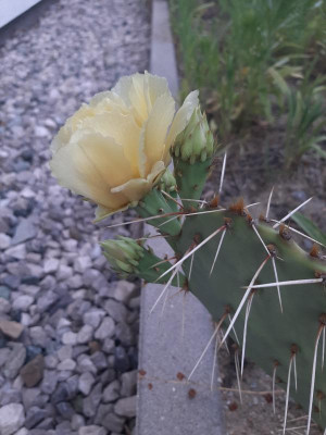 opuntia_engelmannii.jpg