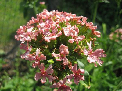 Lychnis_chalcedonica_rosa_02001.jpg