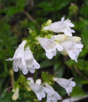 Penstemom_serrulatus_albus.jpg