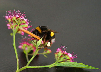 Hummel_2.jpg