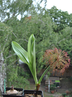 ScadoxusDSC_0042.jpg