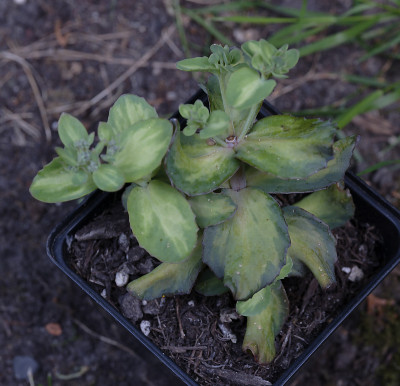 DSC_7867_DxO.jpg