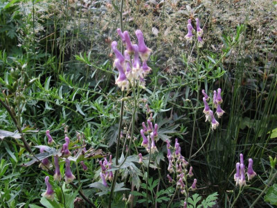 Purple Sparrow Ende Juli.JPG
