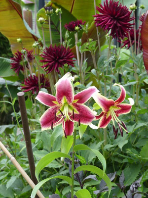 2023-07-23 Lillium 'Scheherazade'.jpg