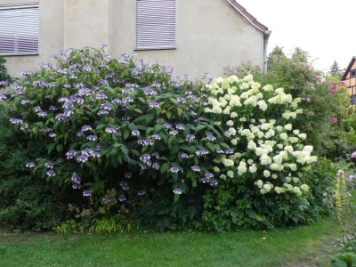 2023-07-23 Hydrangea aspera macrophylla 1.jpg