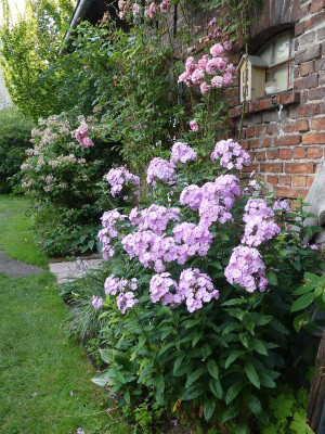 2023-07-23 Phlox 'Molodost' 2.jpg