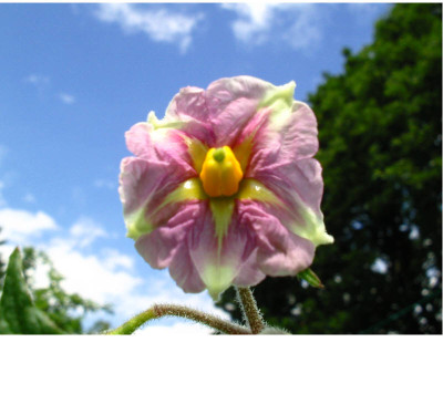 Roseval_Blute_1.jpg