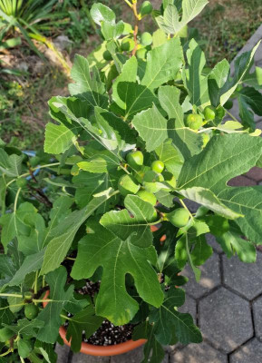Mich10Frucht240723.jpg
