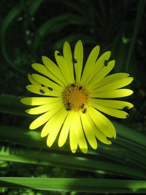 Doronicum_mit_Rapskafern_02251.jpg