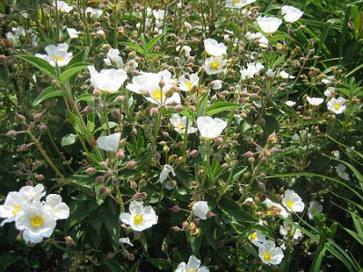 Cistus_laurifolius_02092.jpg