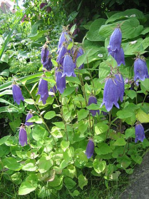 Campanula_Sarastro_02062.jpg