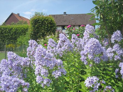 Campanula_lact._schaumt_02151.jpg