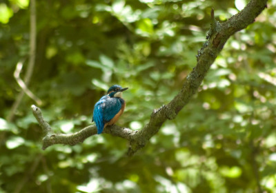 unscharfer-eisvogel.jpg