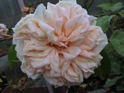 Gloire_de_Dijon_2008.jpg