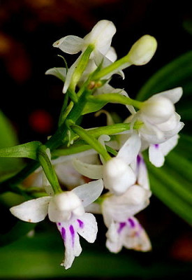 ponneorchis_2.jpg