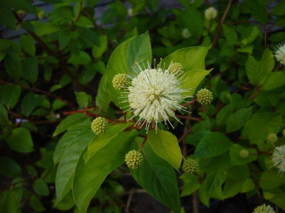Cephalanthus occidentalis 1.JPG