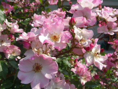 Blute-Rose_verkleinert.JPG