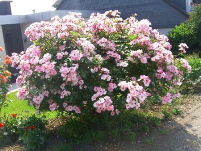 Rosenstrauch_verkleinert.JPG