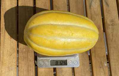 cham0.jpg