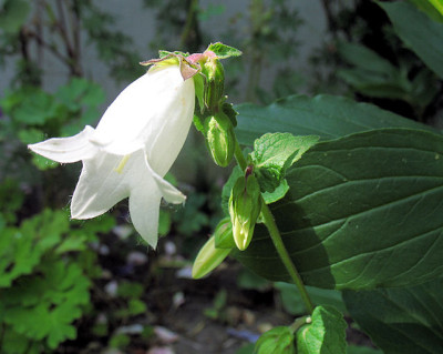 IMG_9290_Campanula_alliariifolia.JPG