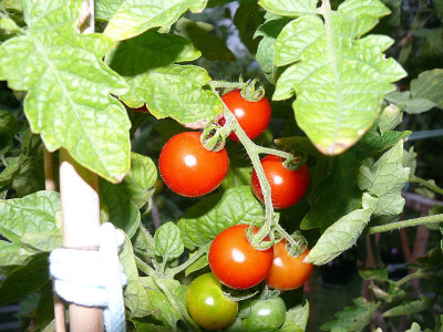230724_Carls Emslandtraube.jpg