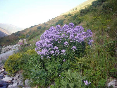 Campanula_lactiflora.JPG