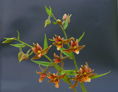 Epipactis.jpg